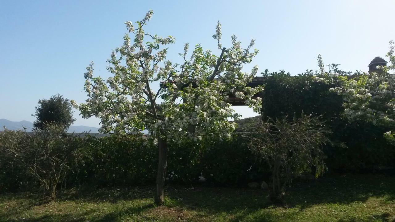 Podere Mammoleta Fattoria la Marsiliana Esterno foto